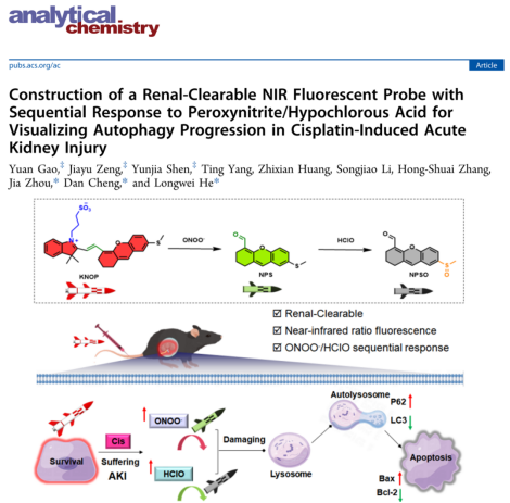 太阳集团城娱8722医用荧光材料团队何隆薇教授在急性肾损伤可视化检测取得新进展